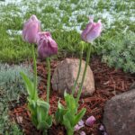 Pink Tulips