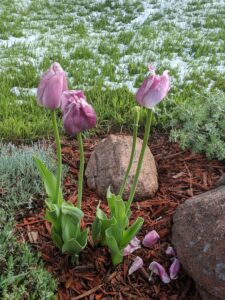 Pink Tulips
